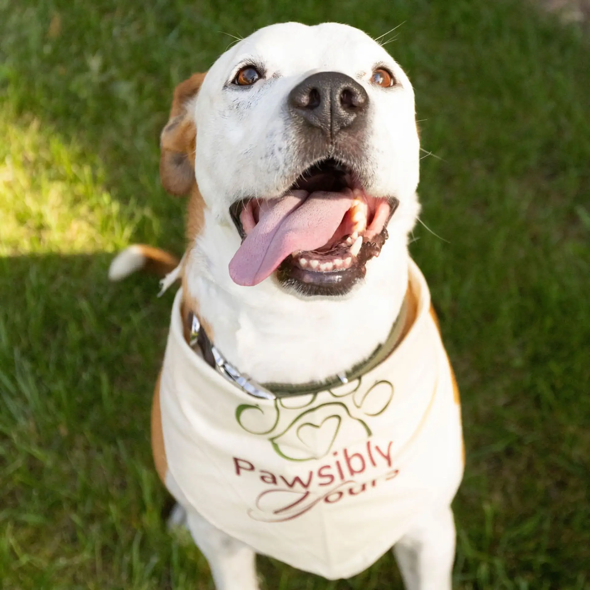 White and brown dog staring at the camera with his tongue out wearing a bandana that says Pawsibly Yours