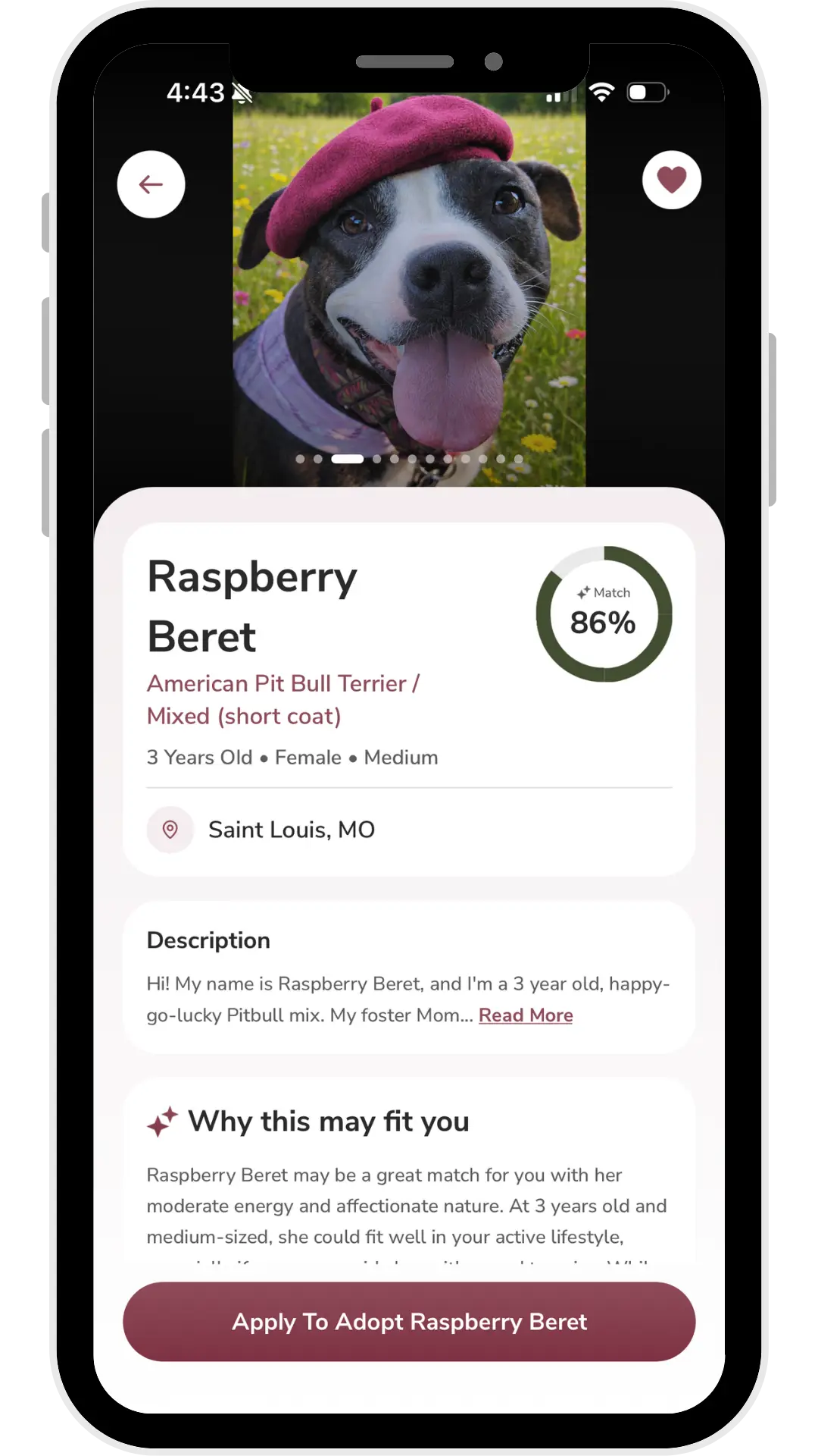 screenshot of Pawsibly Yours app with dog named Raspberry Beret and an 86% match score.
